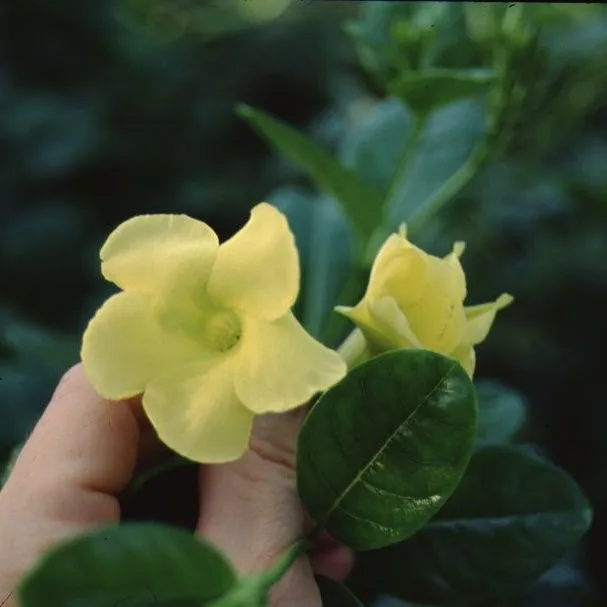 thumbnail for publication: Pentalinon luteum Wild Allamanda, Hammock Viper's-tail